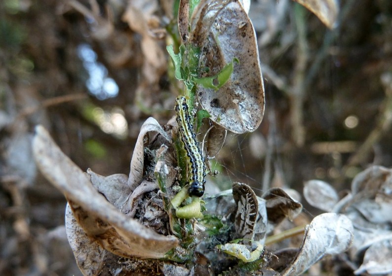 larva di Cydalima perspectalis? Sì